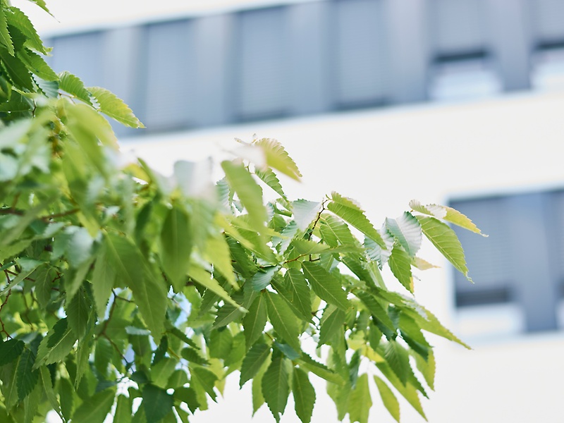 Leaves at tree